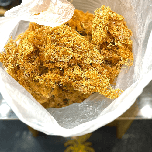 20 Pound of Sea Moss Gold + Free Shipping