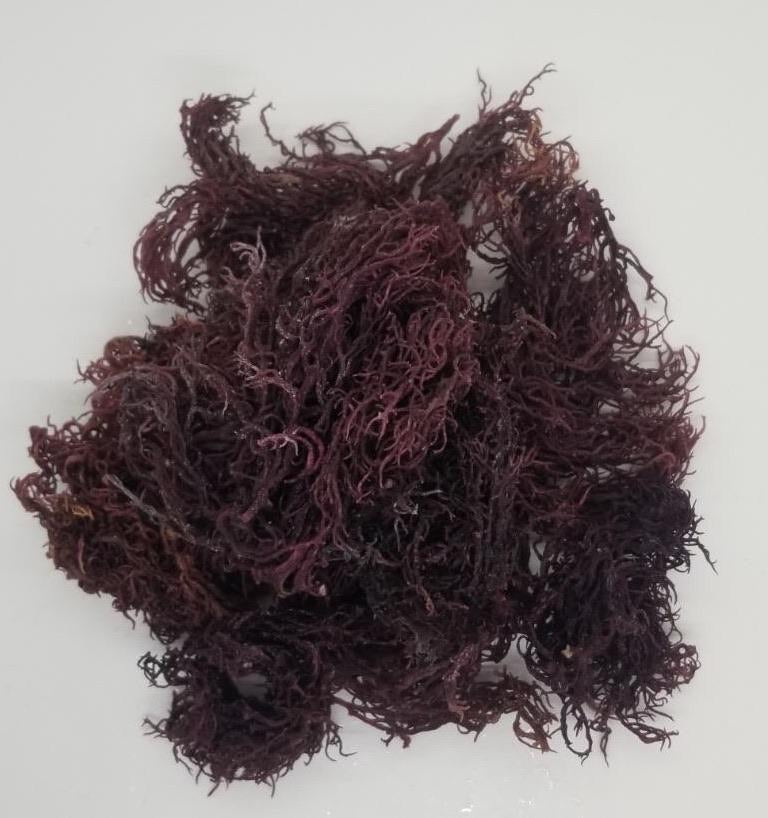 Half Pound of Purple Sea Moss Gold